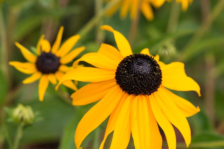 200 seeds Black Eyed Susan Hirta Yellow Fresh seeds + gift