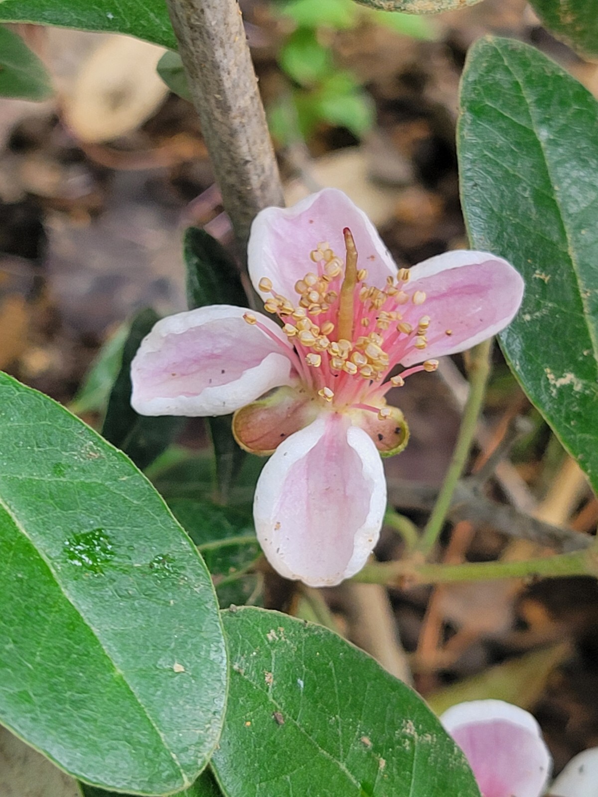Pineapple Guava Cuttings Pollinator Perfect For Rooting Grafting Edible Flowers