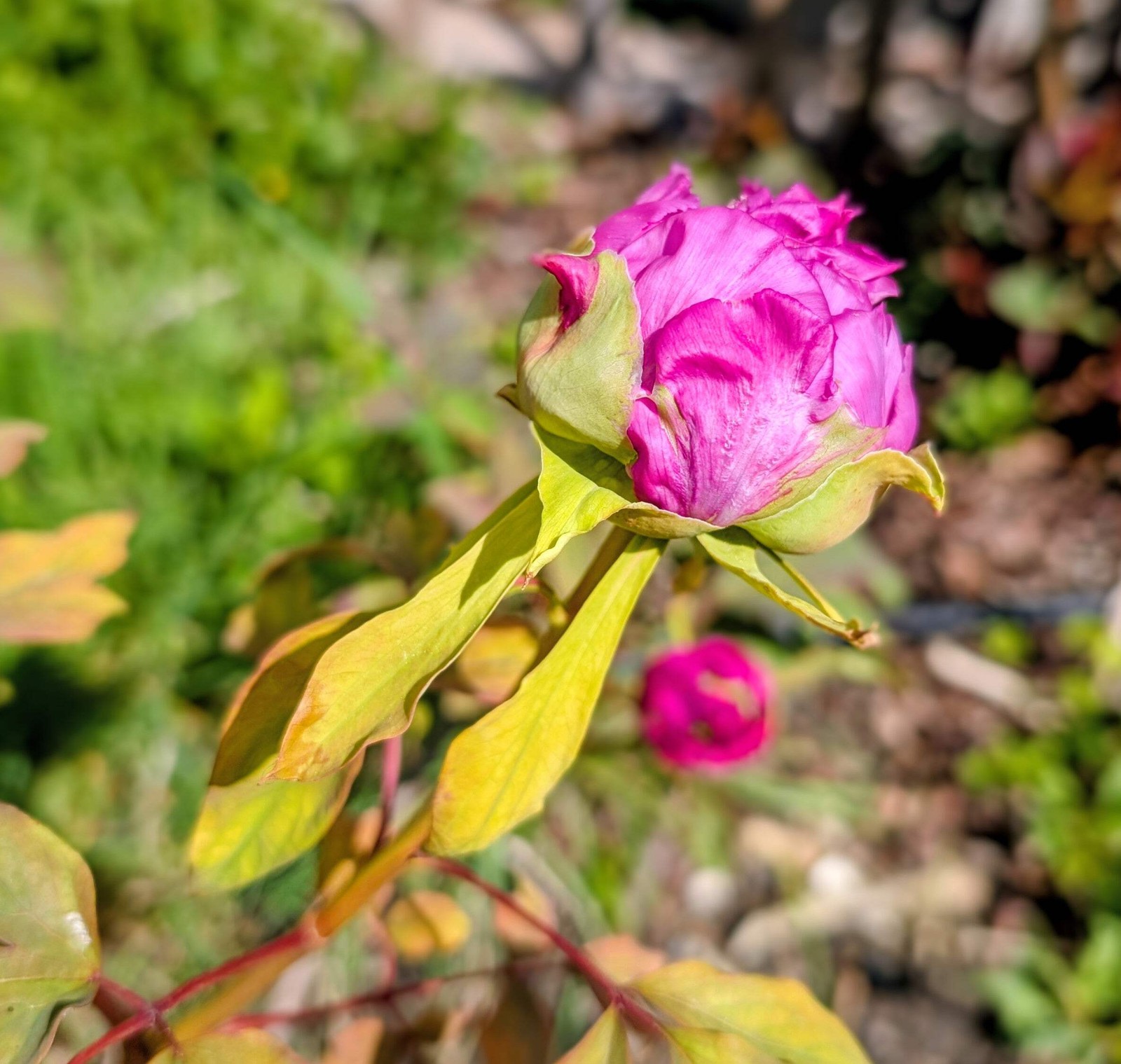 “Champion Crown” large flower tree peony