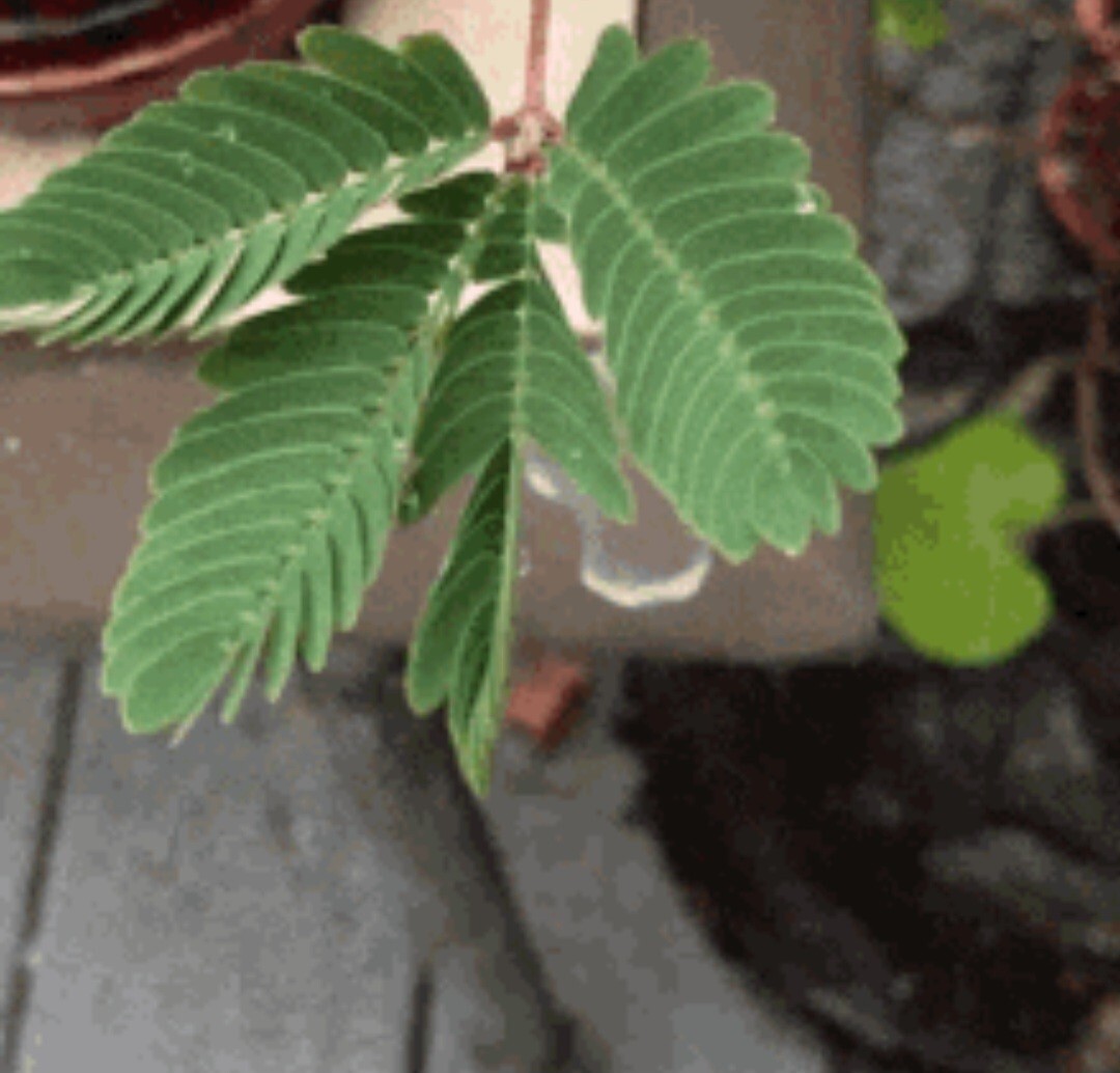 Sensitive Plant, Touch Me Not Mimosa pudica 15 seeds
