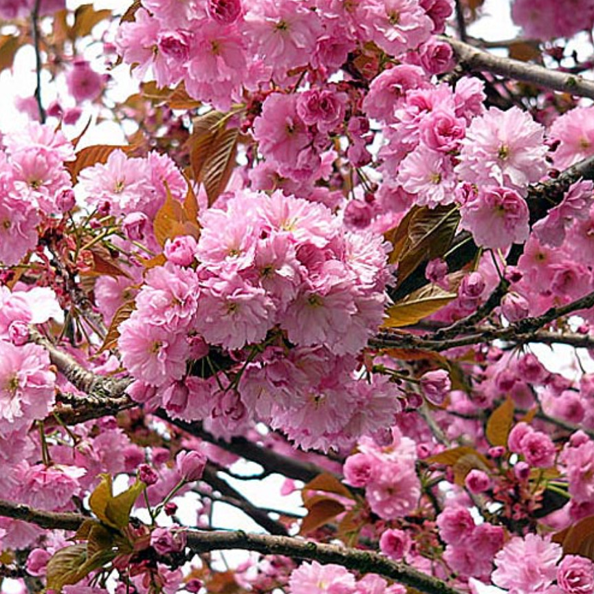 Kwanzan Japanese Cherry Tree – Live Plant in 2.5″ Pot (6–12″ Tall)