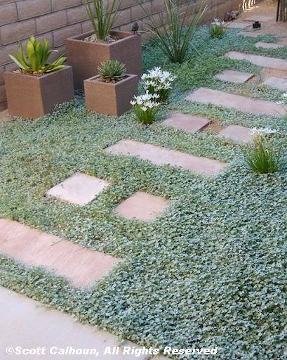1000 DICHONDRA Repens aka Lawn Leaf Flower Evergreen Ground Cover Seeds