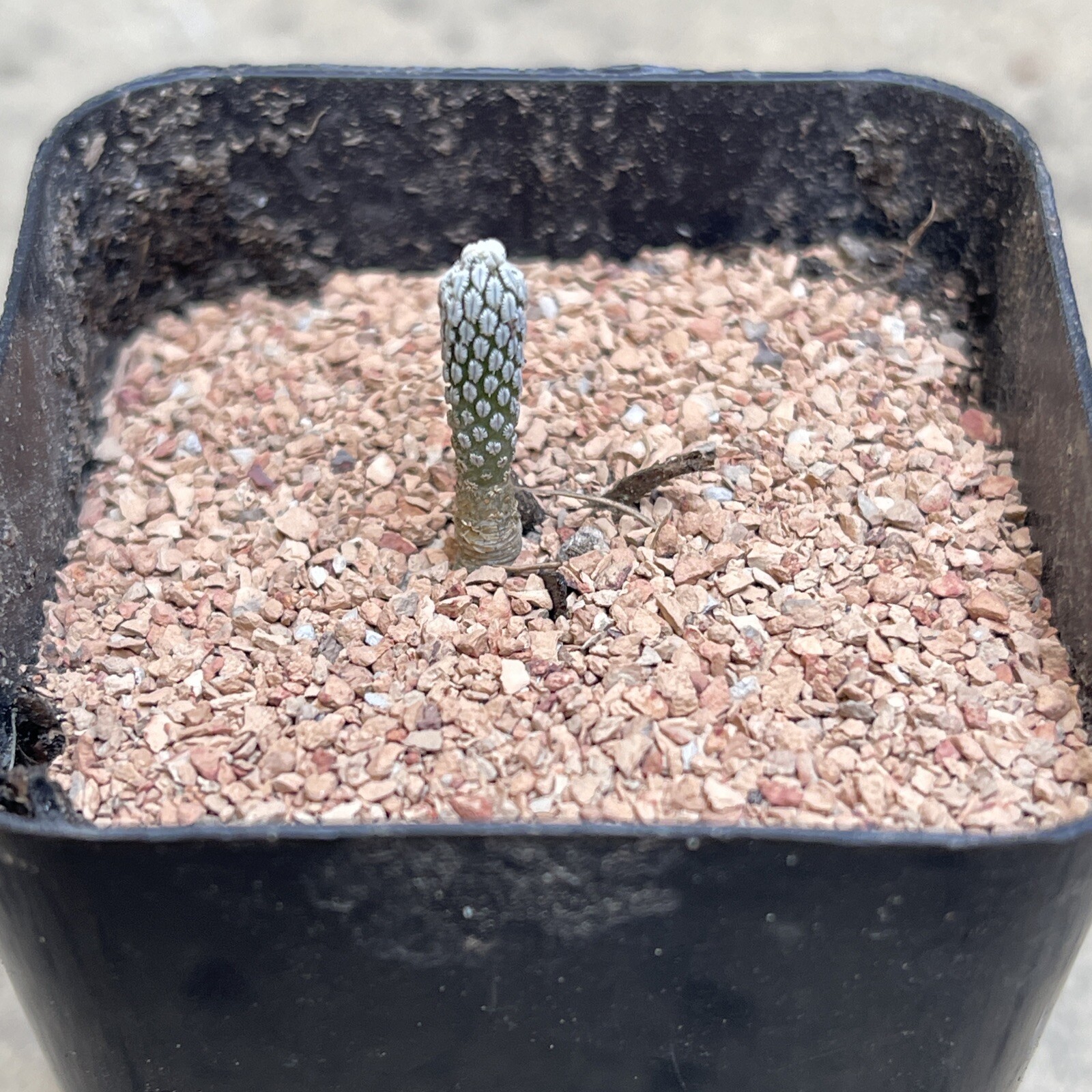 Pelecyphora aselliformis seedling, OWN ROOTS, for the NUTS OUT THERE!