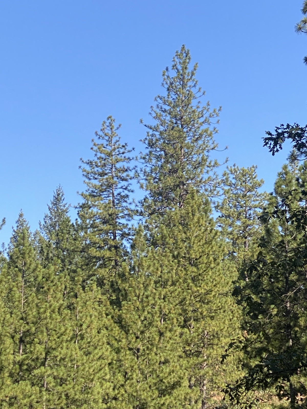 40 PONDEROSA PINE TREE Seedlings bareroot 6-10″ FAST GROWING Wild EVERGREEN