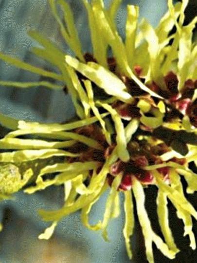 10 LIMELIGHT WITCH HAZEL SEEDS – Hamamelis × intermedia ” limelight “