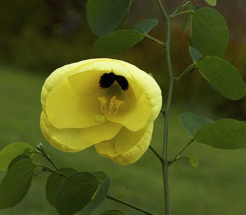 Bauhinia tomentosa | St Thomas & Bell Orchid & Yellow Butterfly Tree | 5_Seeds