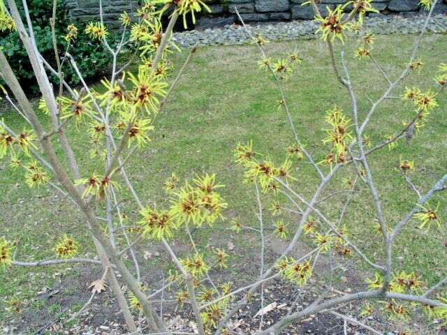 10 CHINESE IMPERALIS WITCH HAZEL SEEDS – Hamamelis mollis ‘Imperialis’