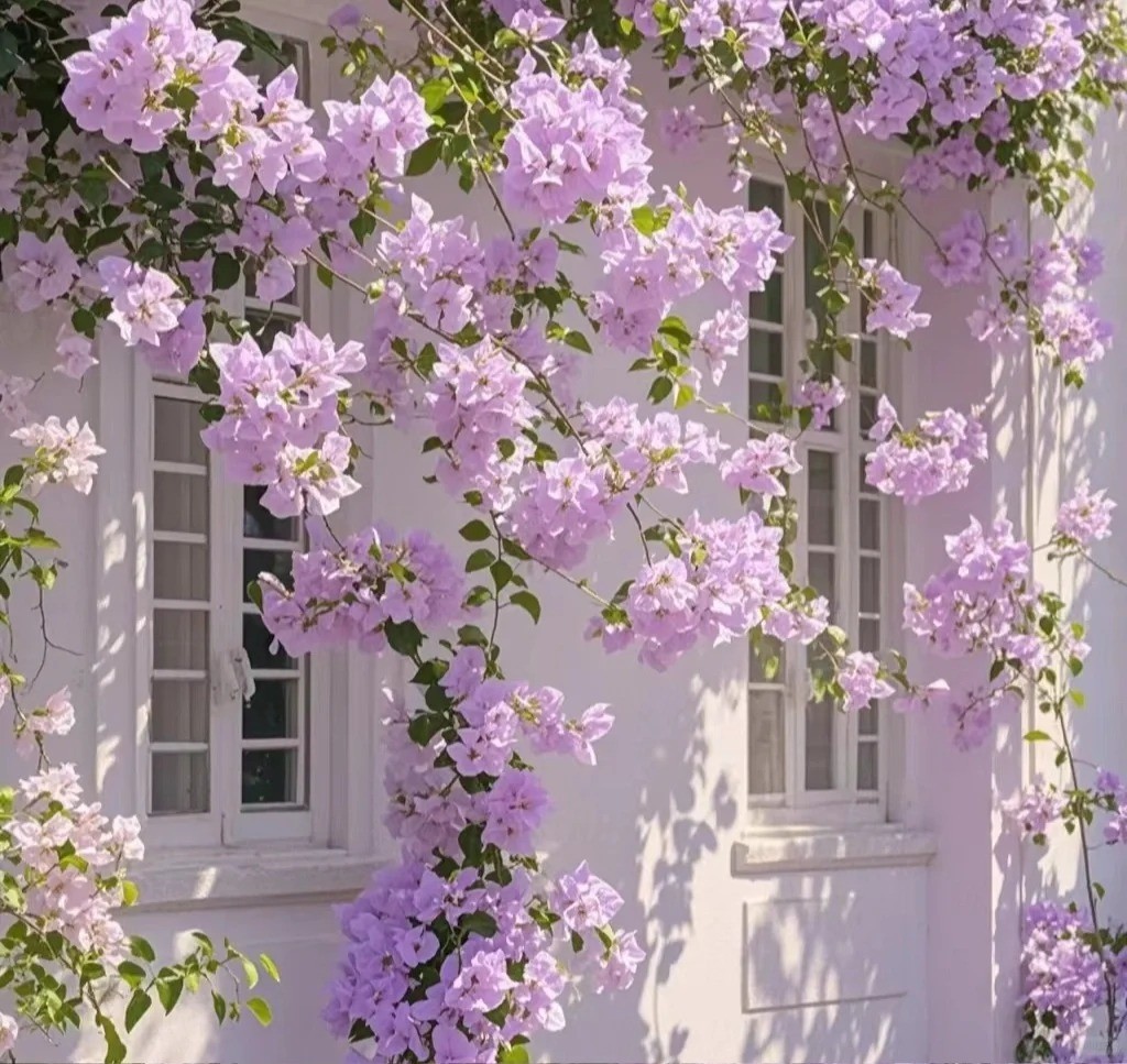 Bougainvillea ‘Marlu’ Live Plant 2-3 Gal Vine Easy Care Multicolor Purple White