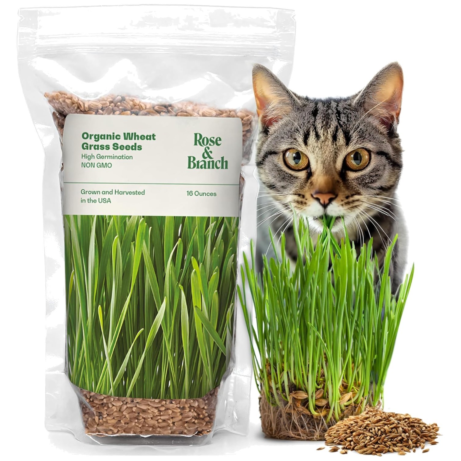 Healthy Wheat Grass Seeds for Pets & People – 16 Oz