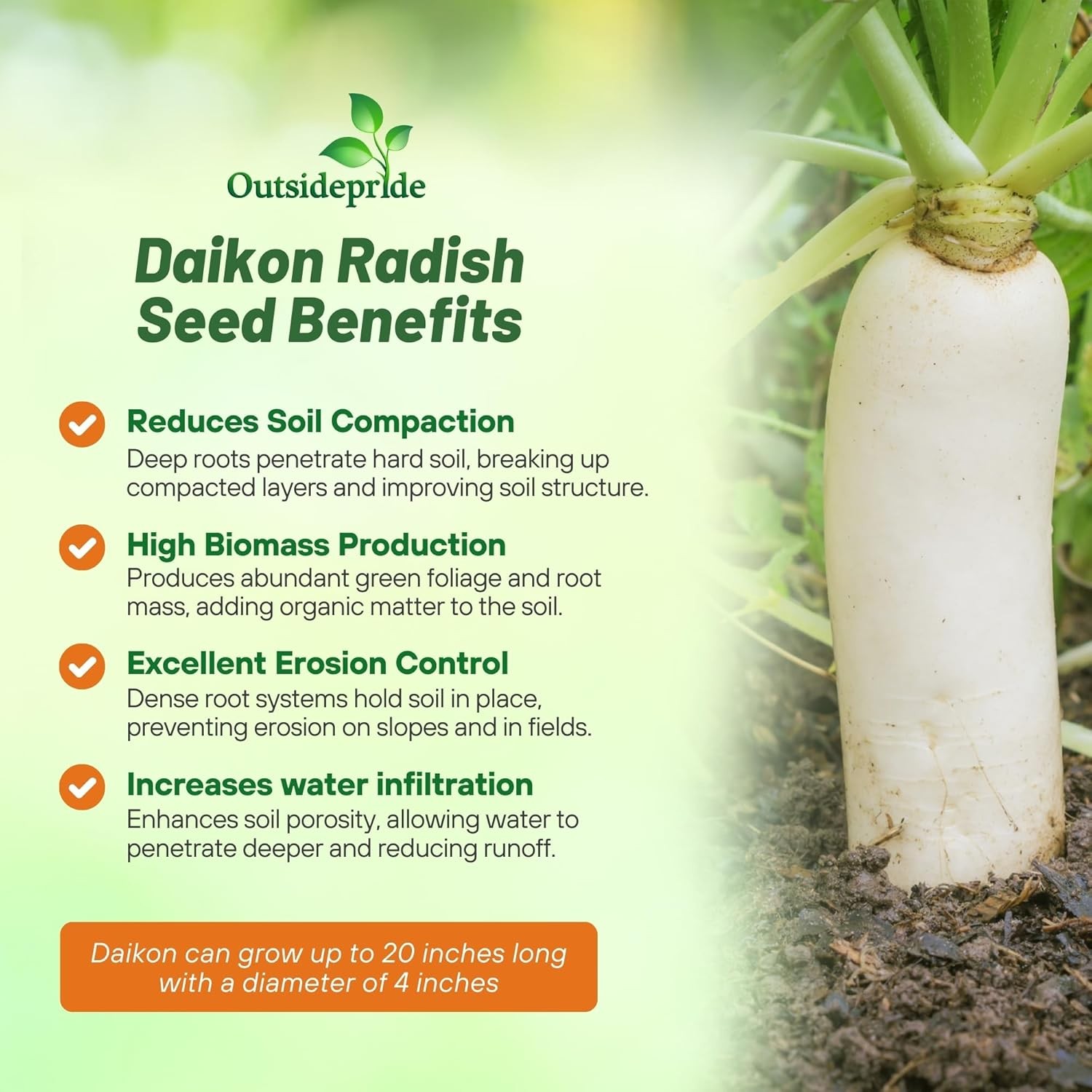 1 OZ Daikon Radish Seeds For Cover Crop Planting