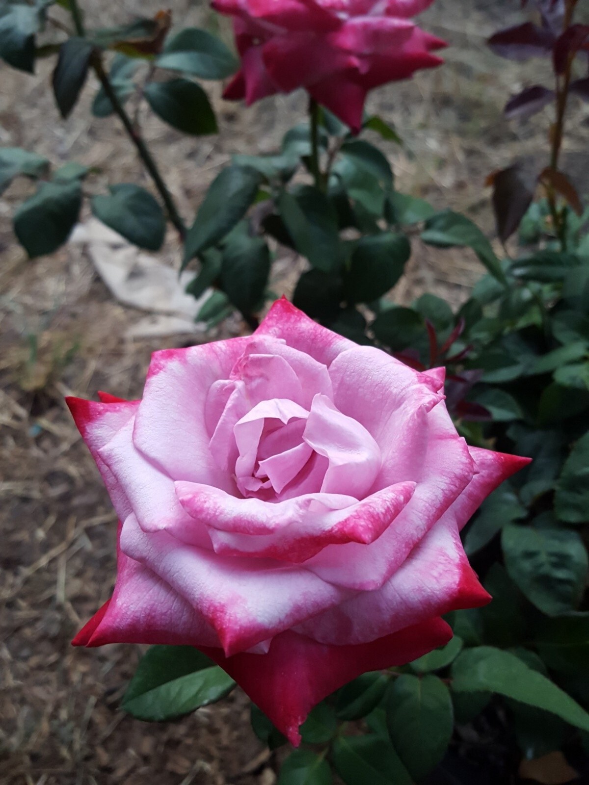 Paradise Hybrid Tea Rose 2 Gal Bush Plants Lavender Pink Magenta Fragrant Roses