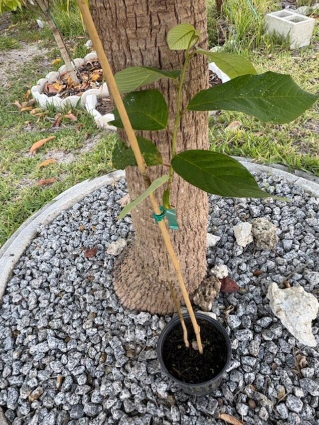 CHERIMOYA (PINEAPPLE) (ANNONA CHERIMOLA/CUSTARD APPLE)NOT GRAFTED RARE SEEDLING