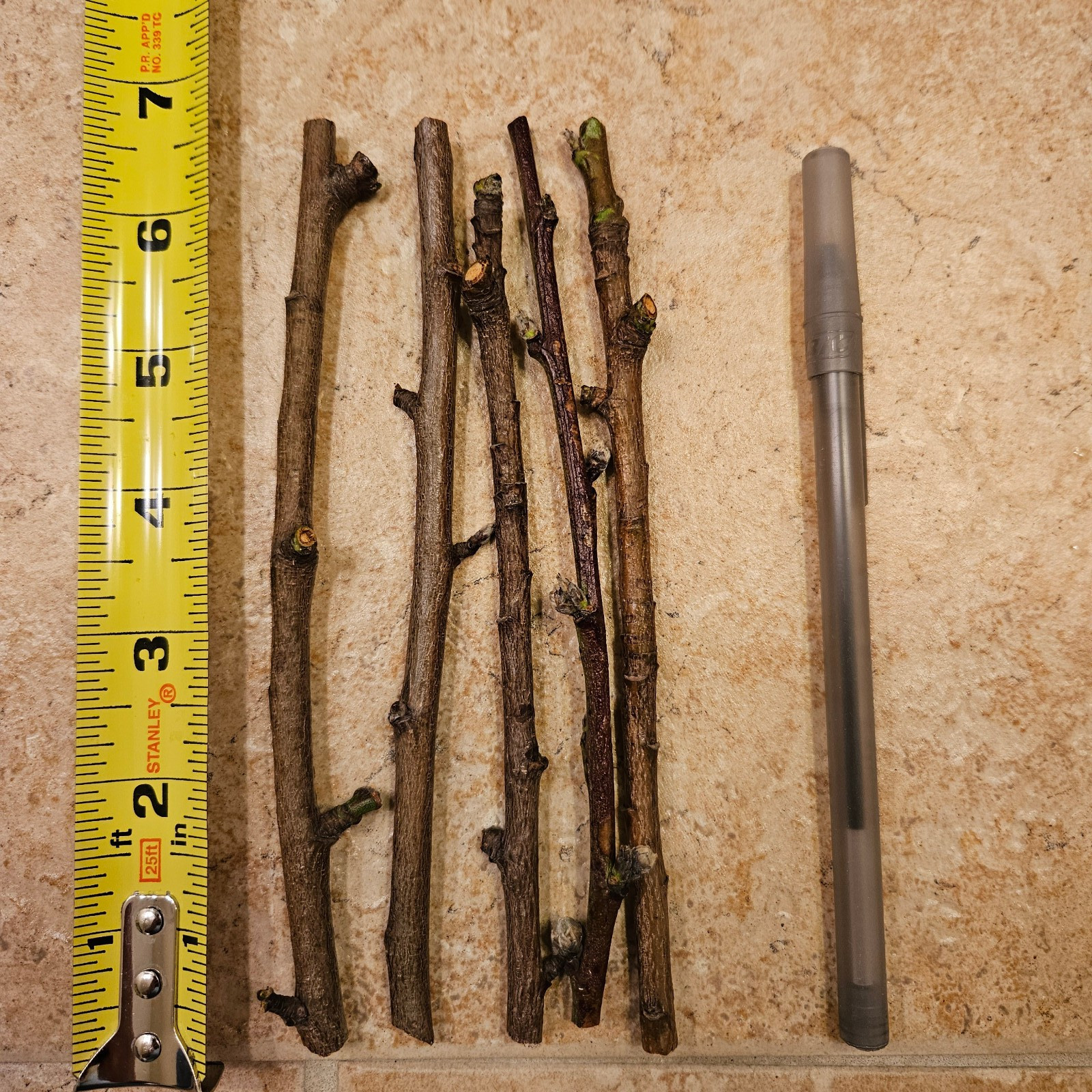 Indian Free White Peach Scion Wood Cuttings For Grafting/Rooting (3-10 PCS)