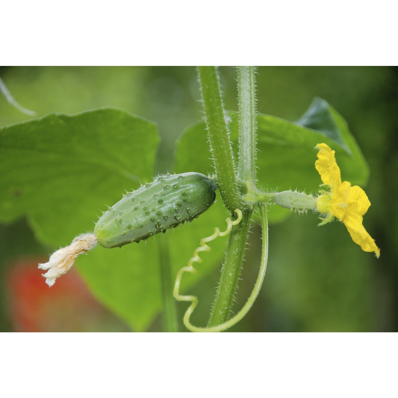 Marketmore 76 Cucumber Heirloom Seed New Crop 2023 Organic Non GMO – 25 seeds