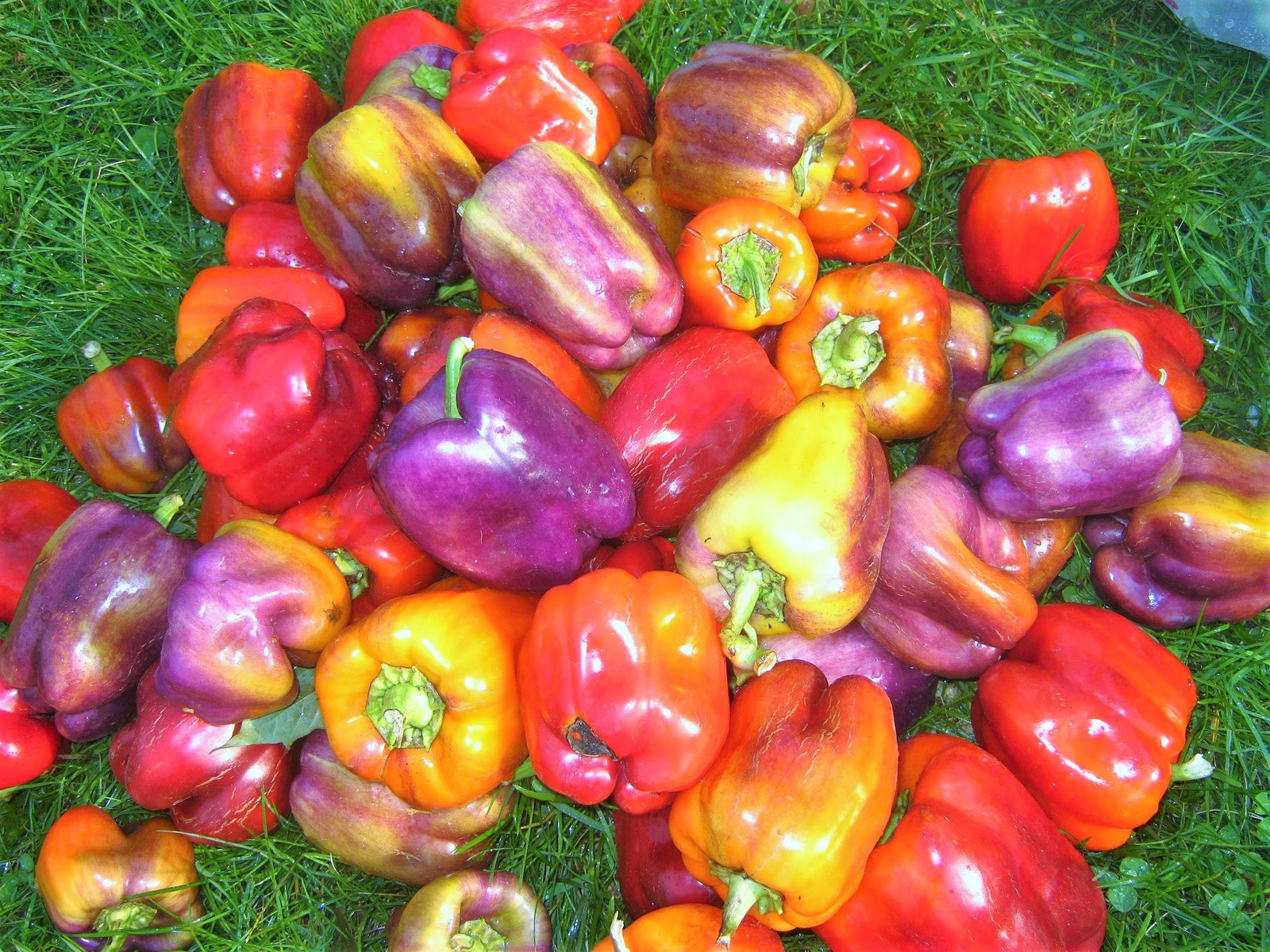 Lilac Sweet Bell Pepper Seeds | Purple Red Merlot UFO Islander Peppers Seed 2024