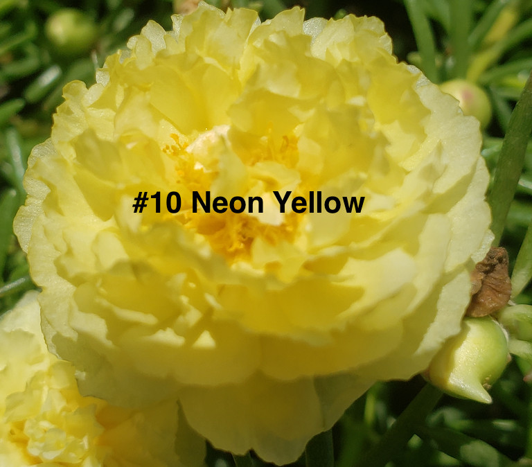 Moss Rose ( Portulaca Grandiflora ) , Neon Yellow , 10 unrooted Cutting #10