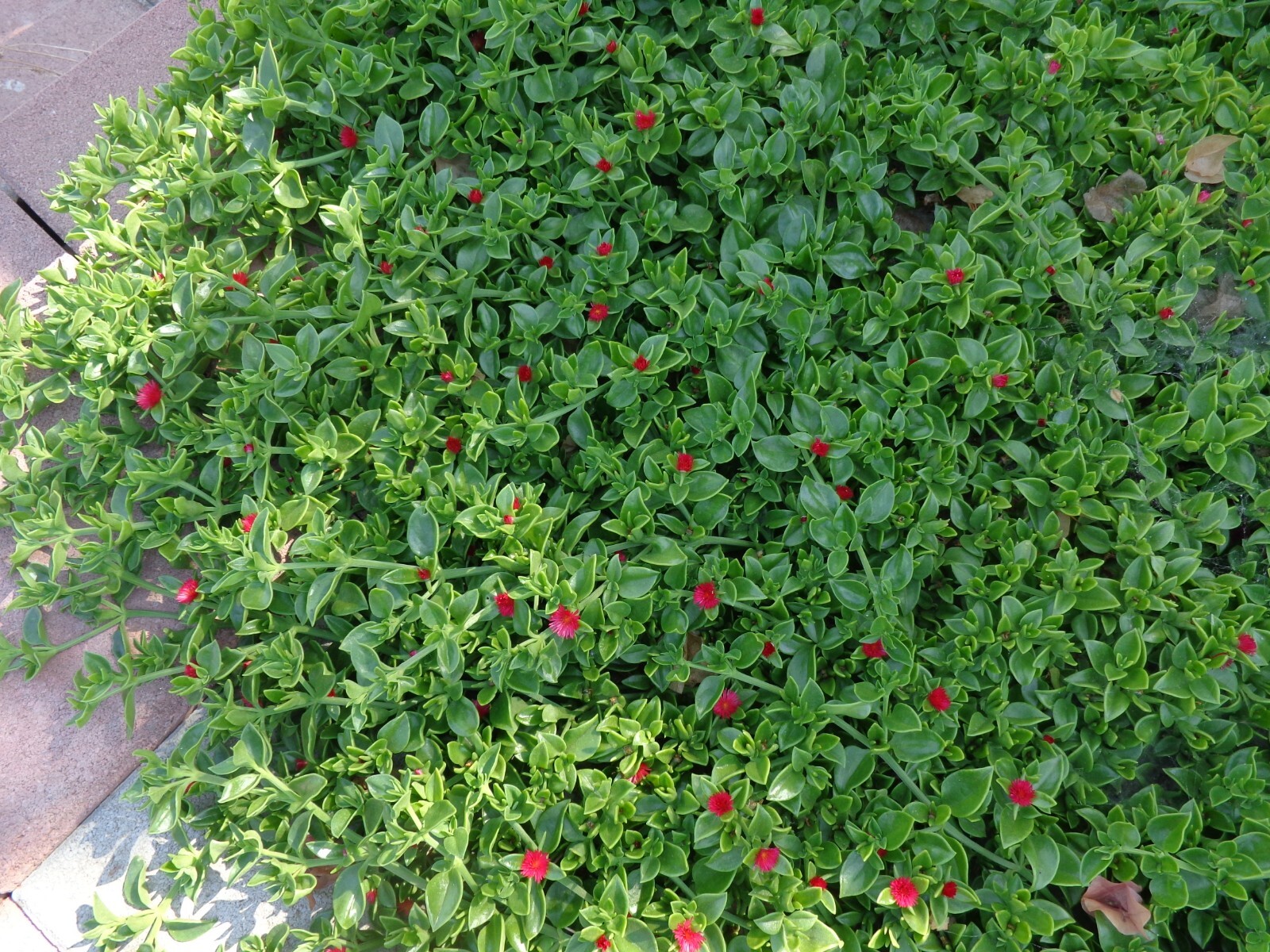 20 Cuttings Aptenia cordifolia ‘Red/Pink Apple Ice Plant’ ‘Baby Sun Rose’ 4″-7″