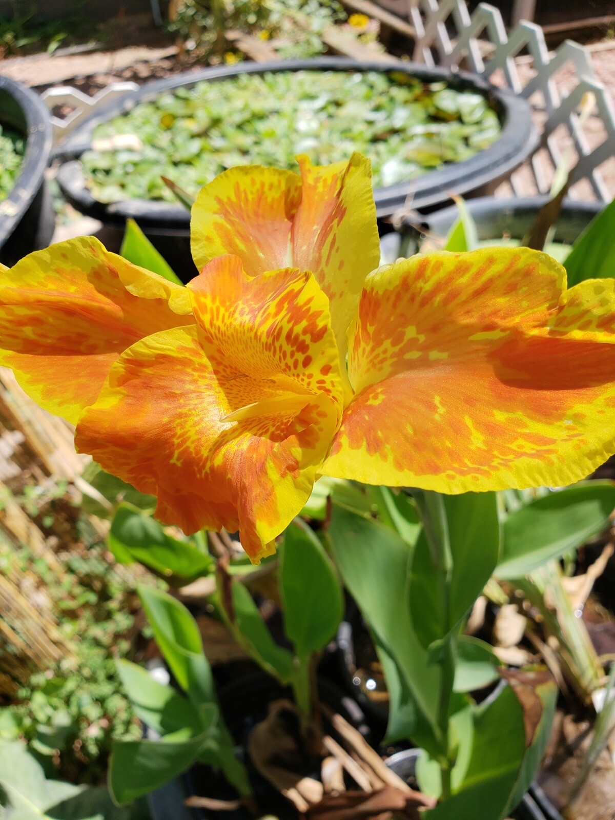 Striped Beauty Yellow Canna Lily & King Humbert Canna Pond Plant Bog Marginal