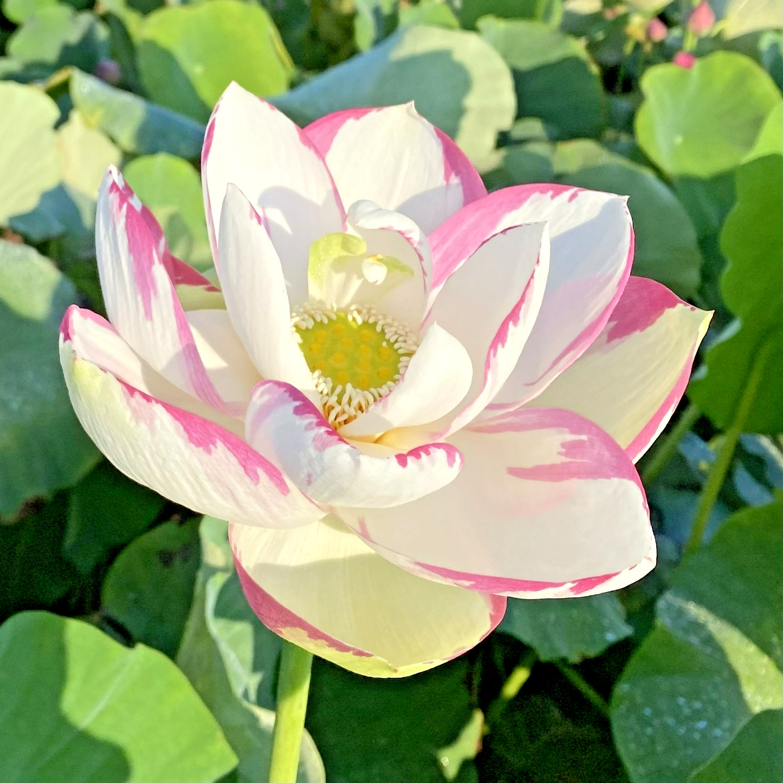 5 PURPLE LIP LOTUS SEEDS – Nelumbo Nucifera