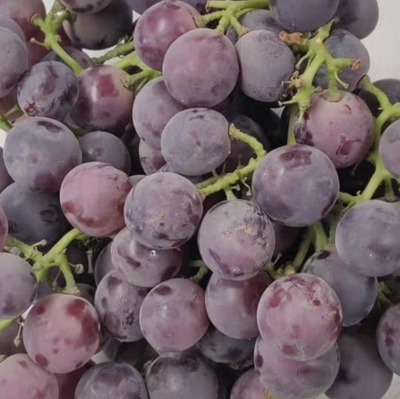 Kyoho Grape 7” With Pot Seedling Live Plant Ready To Plant