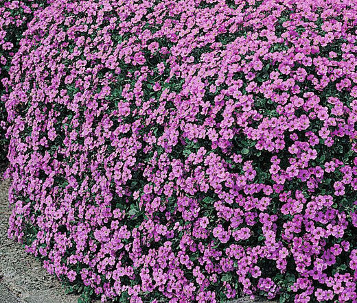 AUBRIETA ROCK CRESS CASCADE PURPLE Aubrieta Hybrida Superbissima 300 Bulk Seeds