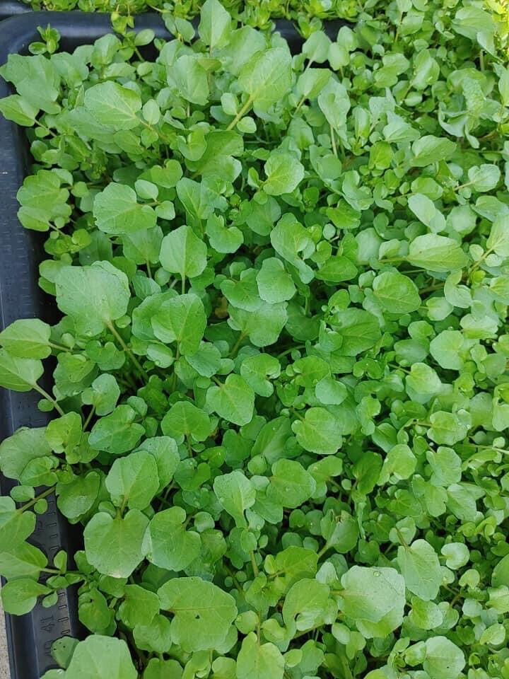WATERCRESS CRESS SEEDS, HẠT XÀ LÁCH XOONG | NON-GMO | NEW SEEDS |