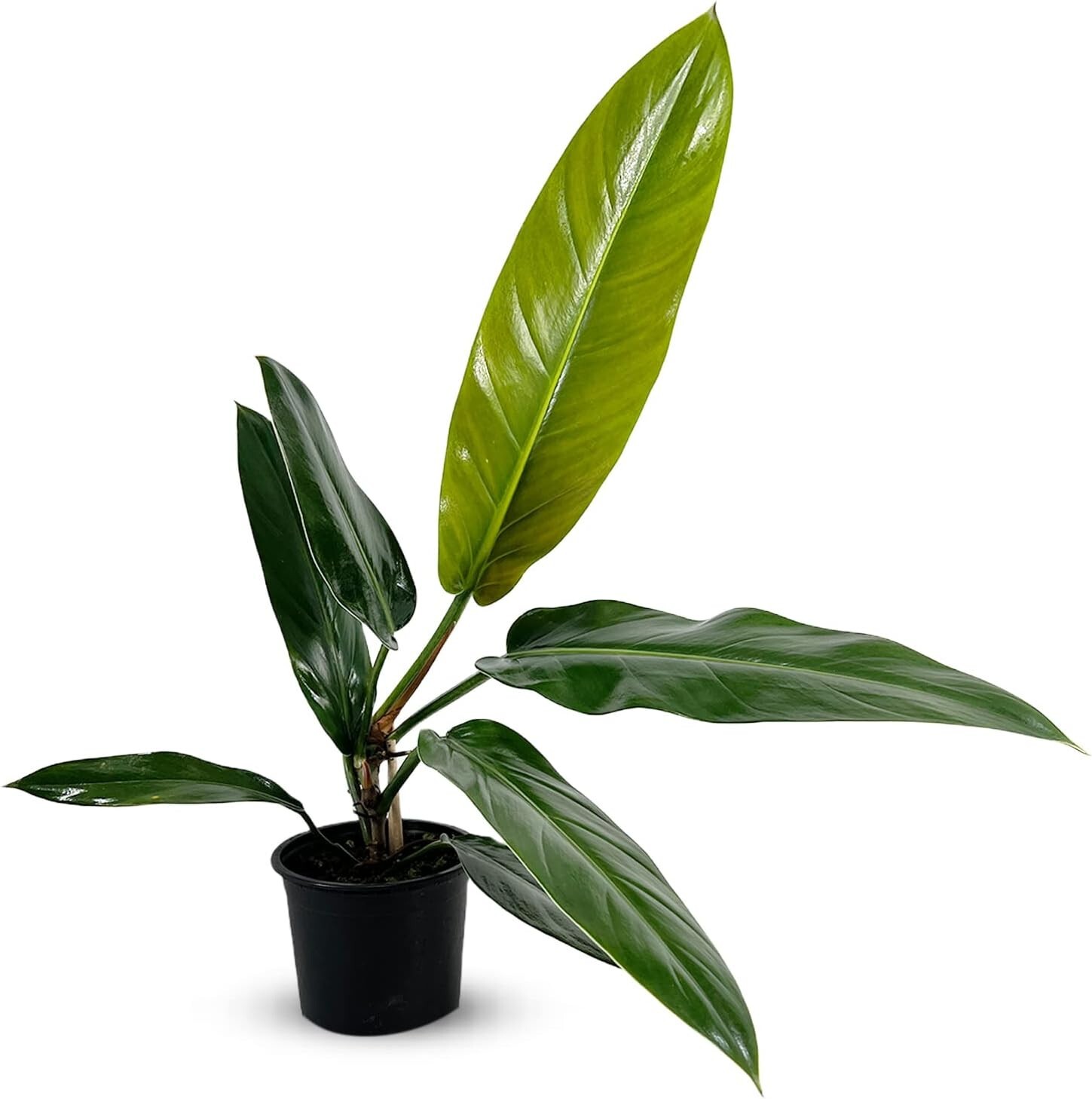 Philodendron Bicolor by LEAL PLANTS ECUADOR – California Tropicals Live Plants