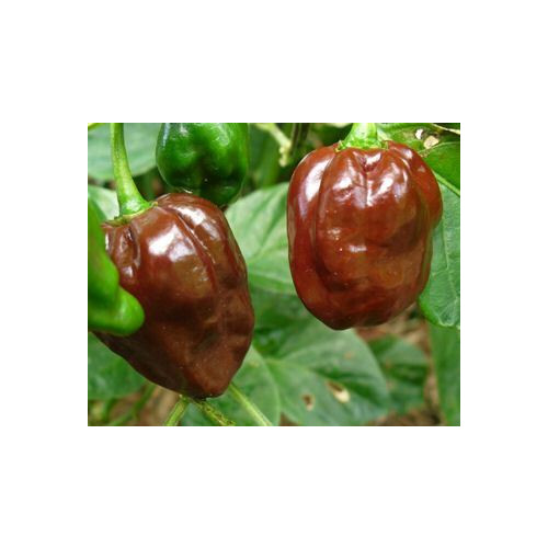 Pepper Hot Chocolate Habanero Heirloom Vegetable By Seed Kingdom 1 OZ Seeds