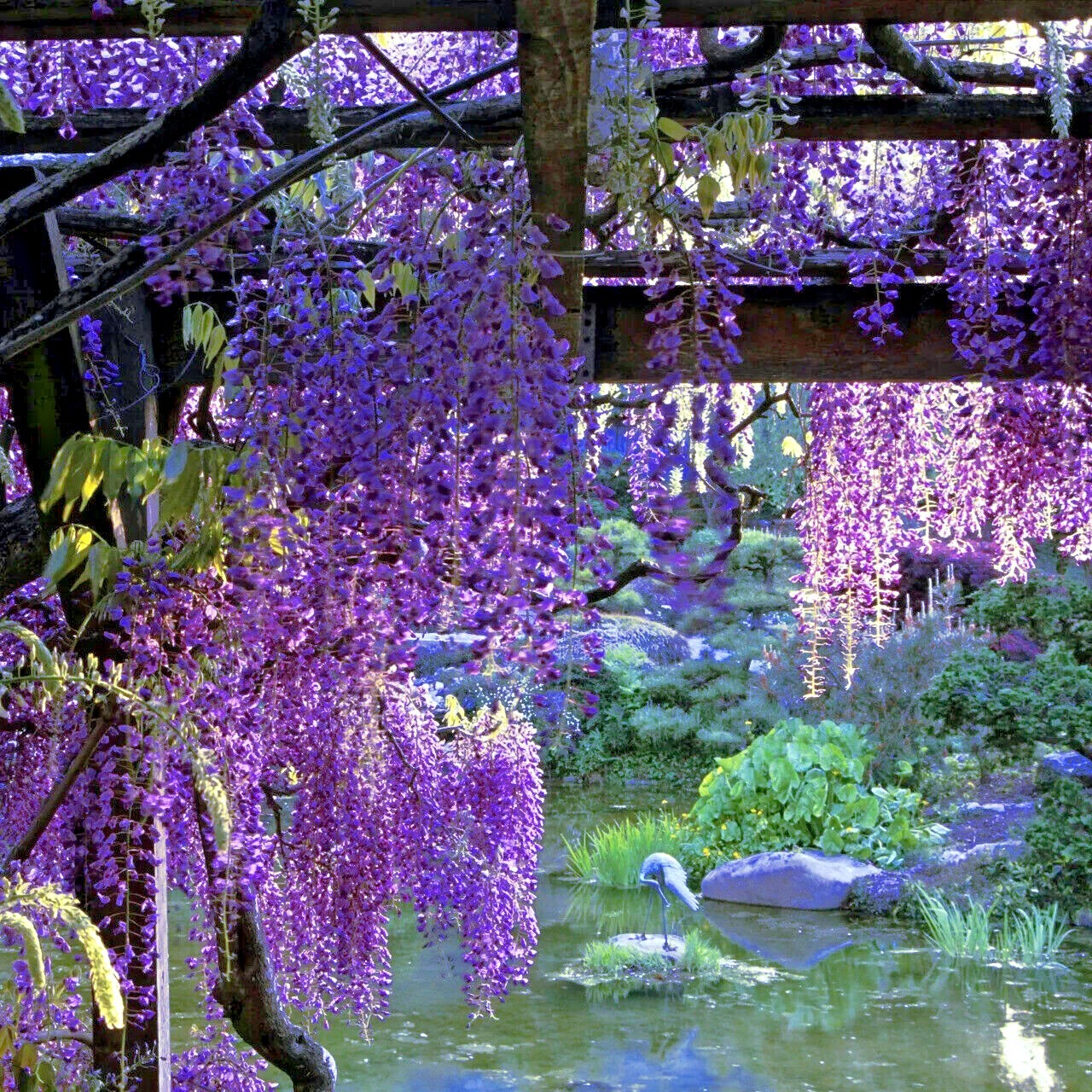 5 Chinese Wisteria Tree Seeds Fast Climber Flower Vine, Cold Hardy Bonsai Plant