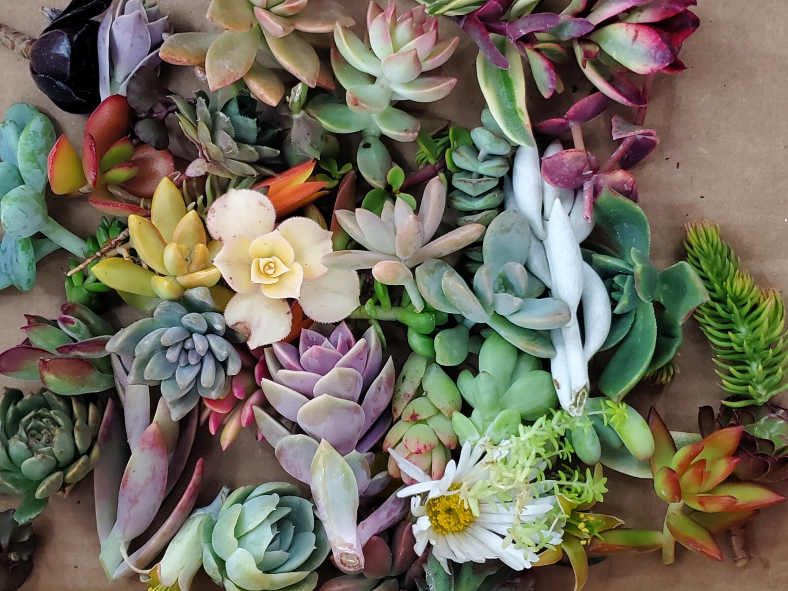 10 small unrooted succulent cuttings