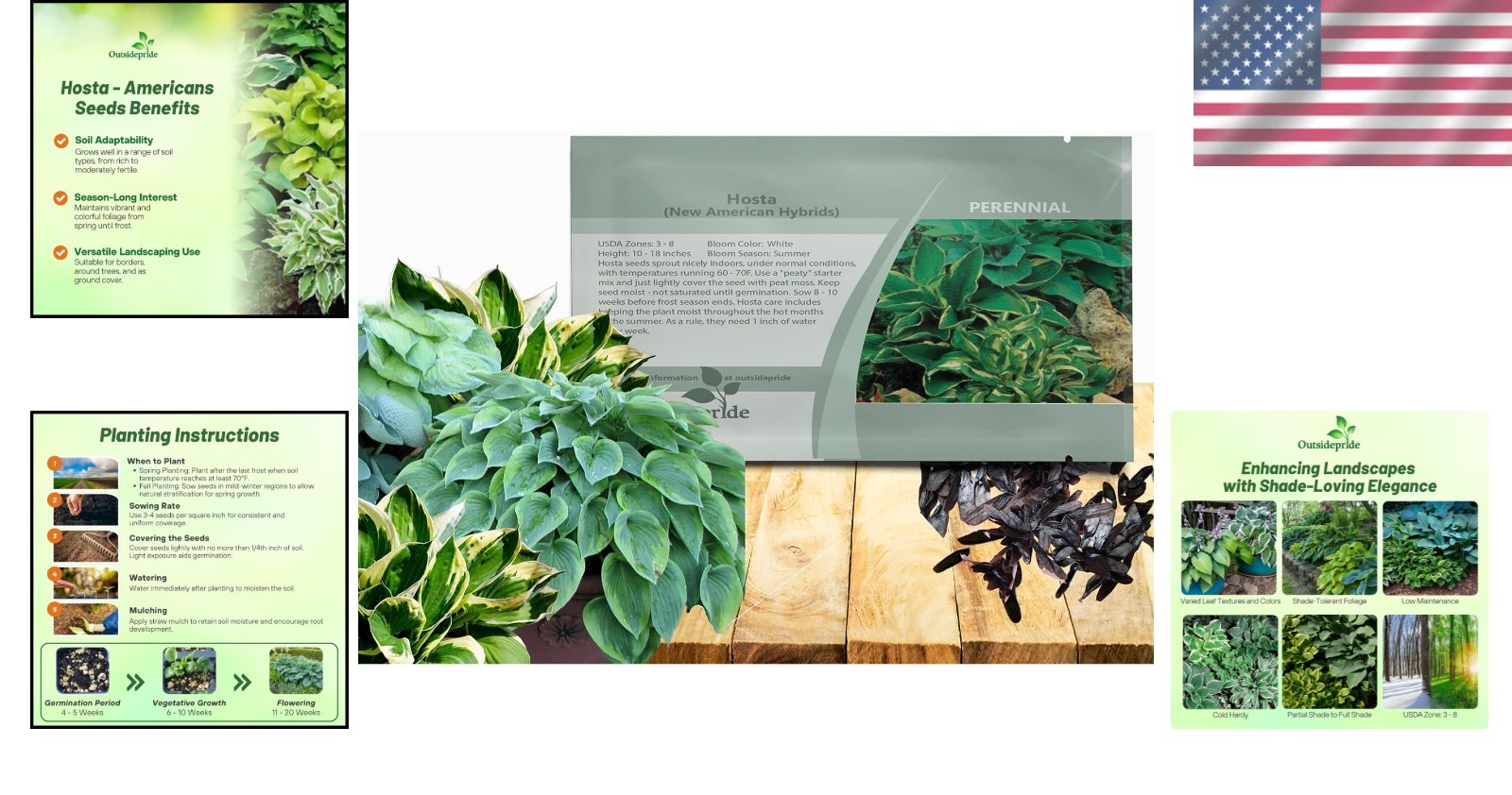 Low Maintenance Hosta Seeds – 50 Pcs for Vibrant Shade Displays and Containers