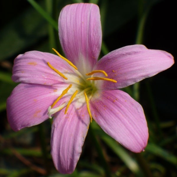 6 Pink Zephyr Lily, Fairy Lily, and Rain Lily, Zephyranthes – 6 Bulbs