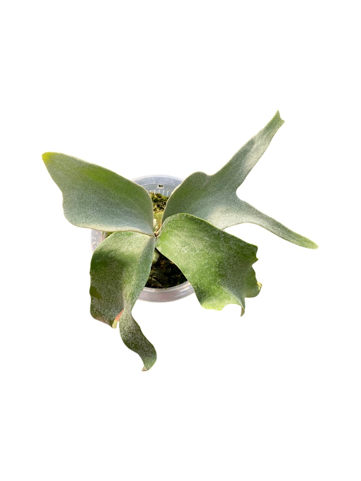 Platycerium ‘Ginka’