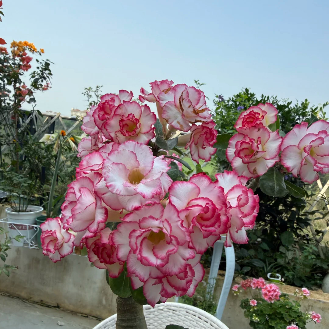 Rooted Bare Root Desert Rose, Easy Growing Indoor Patio Potted Decor