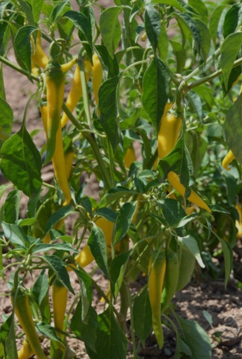 Golden Cayenne Pepper Seeds 10 Organic Seeds *Free Shipping*