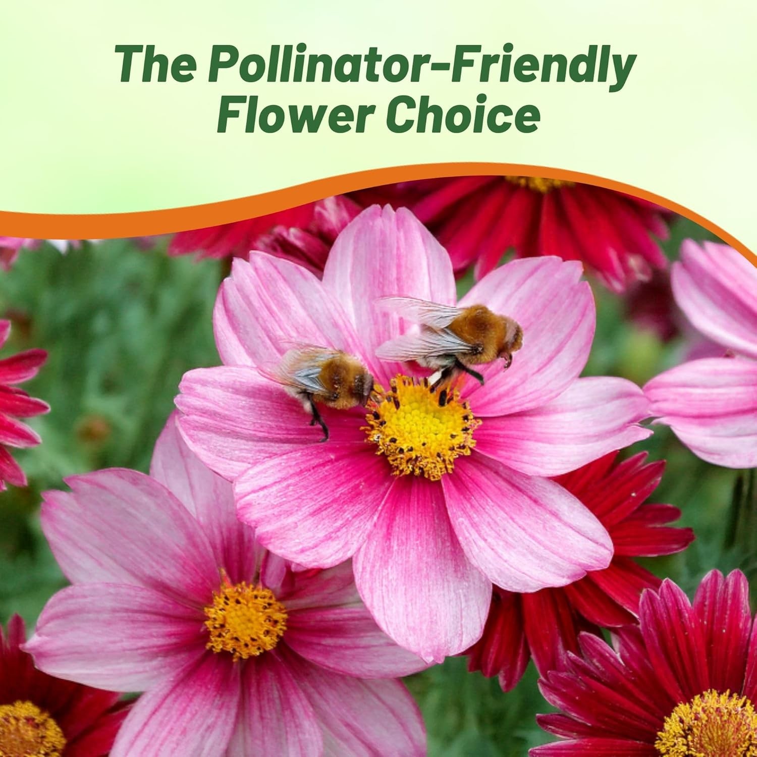 10000 Seeds Chrysanthemum Seed Mix For Planting Outdoors | Pyrethrum