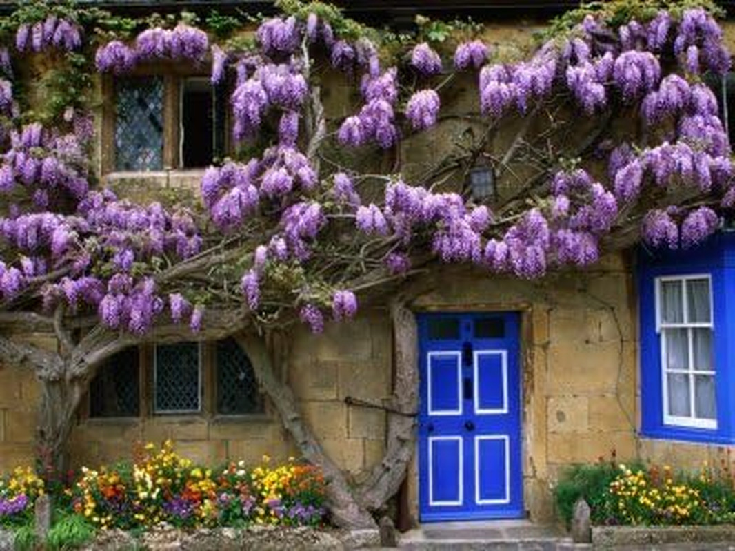 Blue Moon Wisteria Vine 2 Year Plant Fragrant Flowers Attract Hummingbirds