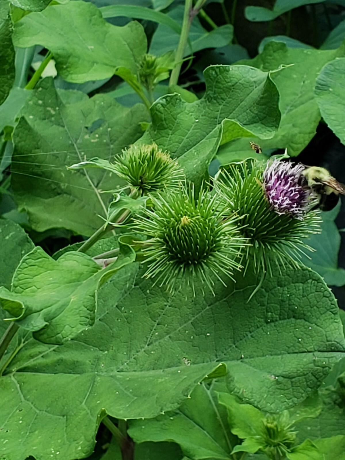 Greater Burdoch, Arctium Lappa 1/4 Tsp.