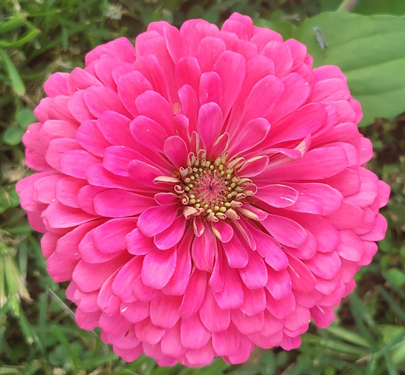 Hot Pink Zinnia Seeds Huge Blooms Butterfly & Bee Magnet, FREE Shipping 30 seeds