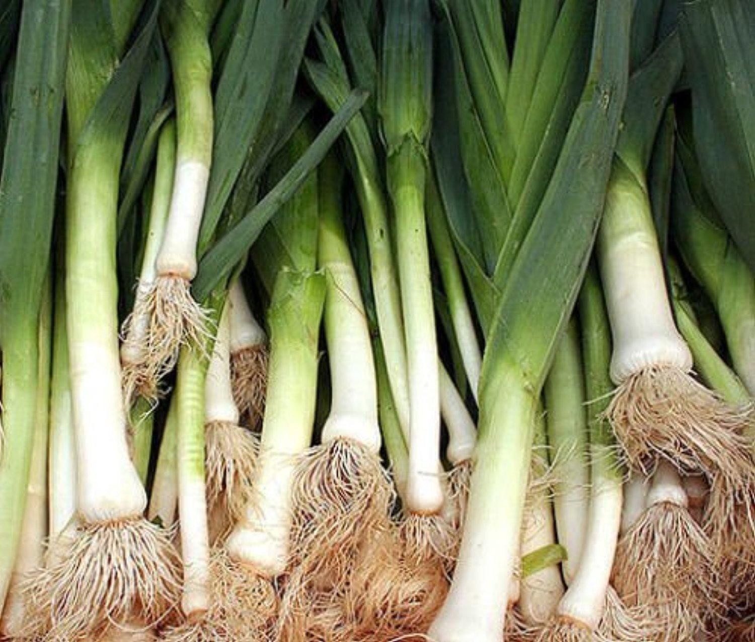 American Flag Leek Seeds, Broad London, NON-GMO, Variety Sizes, FREE SHIPPING