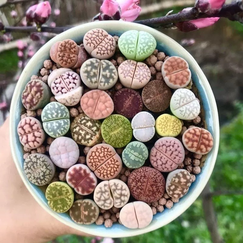 10 Assorted 0.5″ Lithops (Living Stones) — 2-Year-Old Healthy Succulent Mix