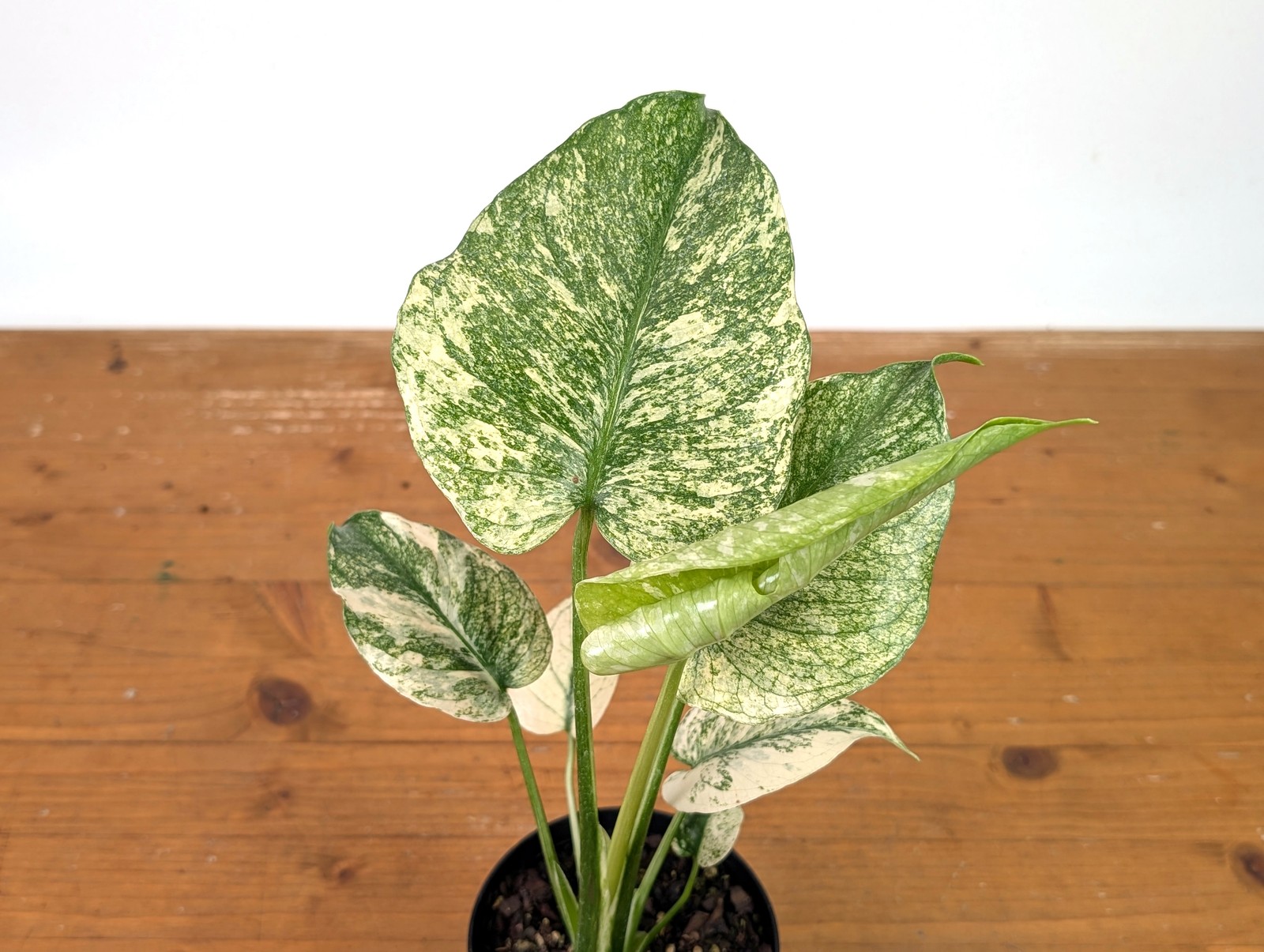 Monstera Mint