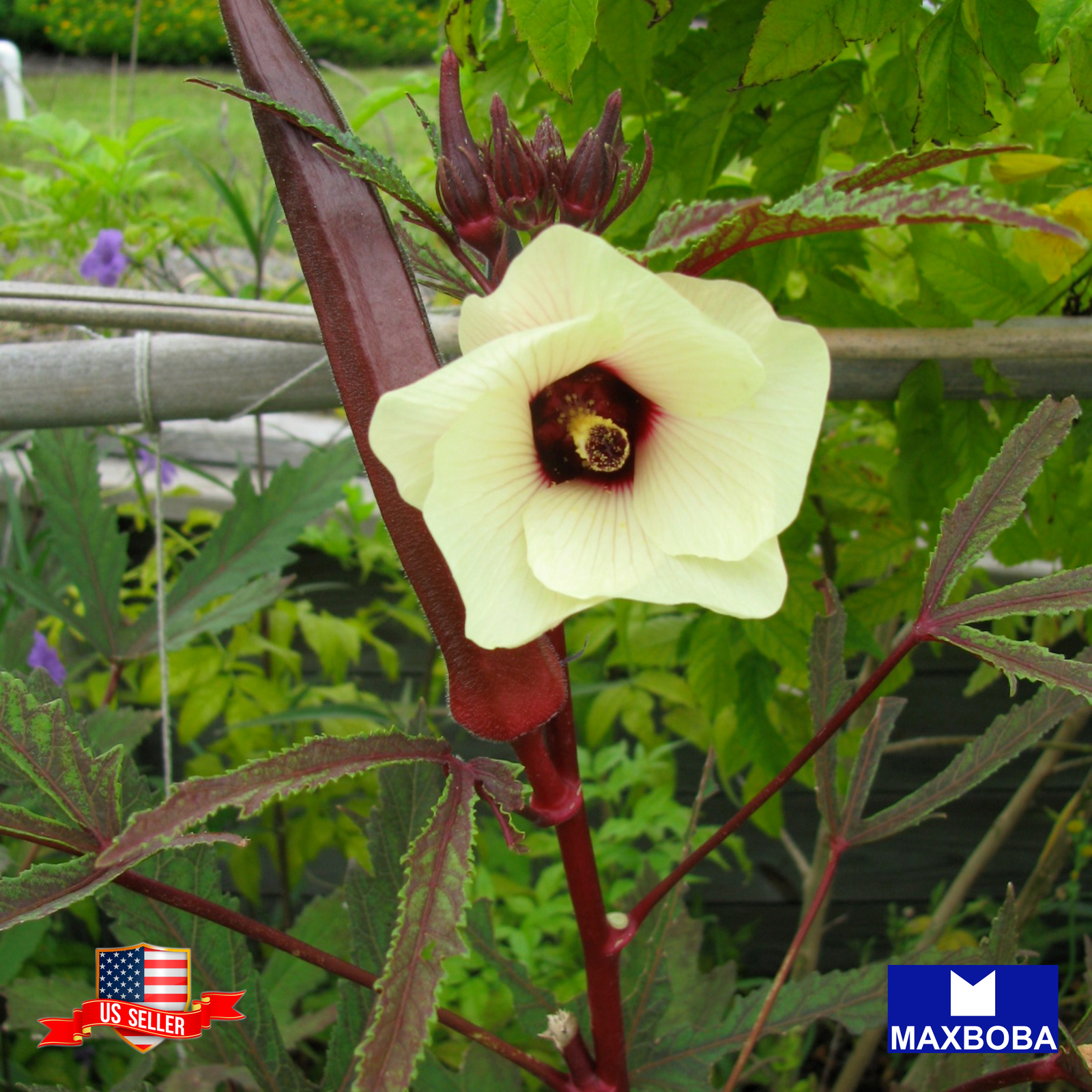 Okra Seeds Red Burgundy Non-GMO Heirloom