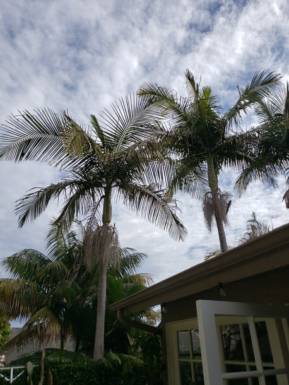 10 King Palm Seedlings from California