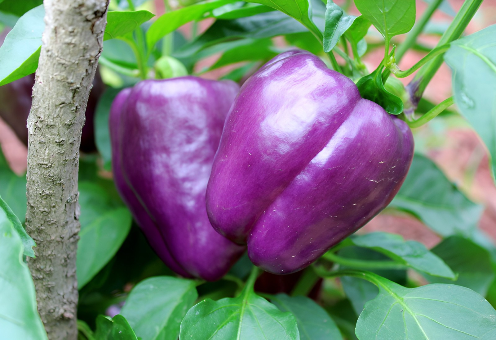 50 Heirloom Purple Beauty Bell Pepper Seeds – Home Garden Favorite Sweet No Heat