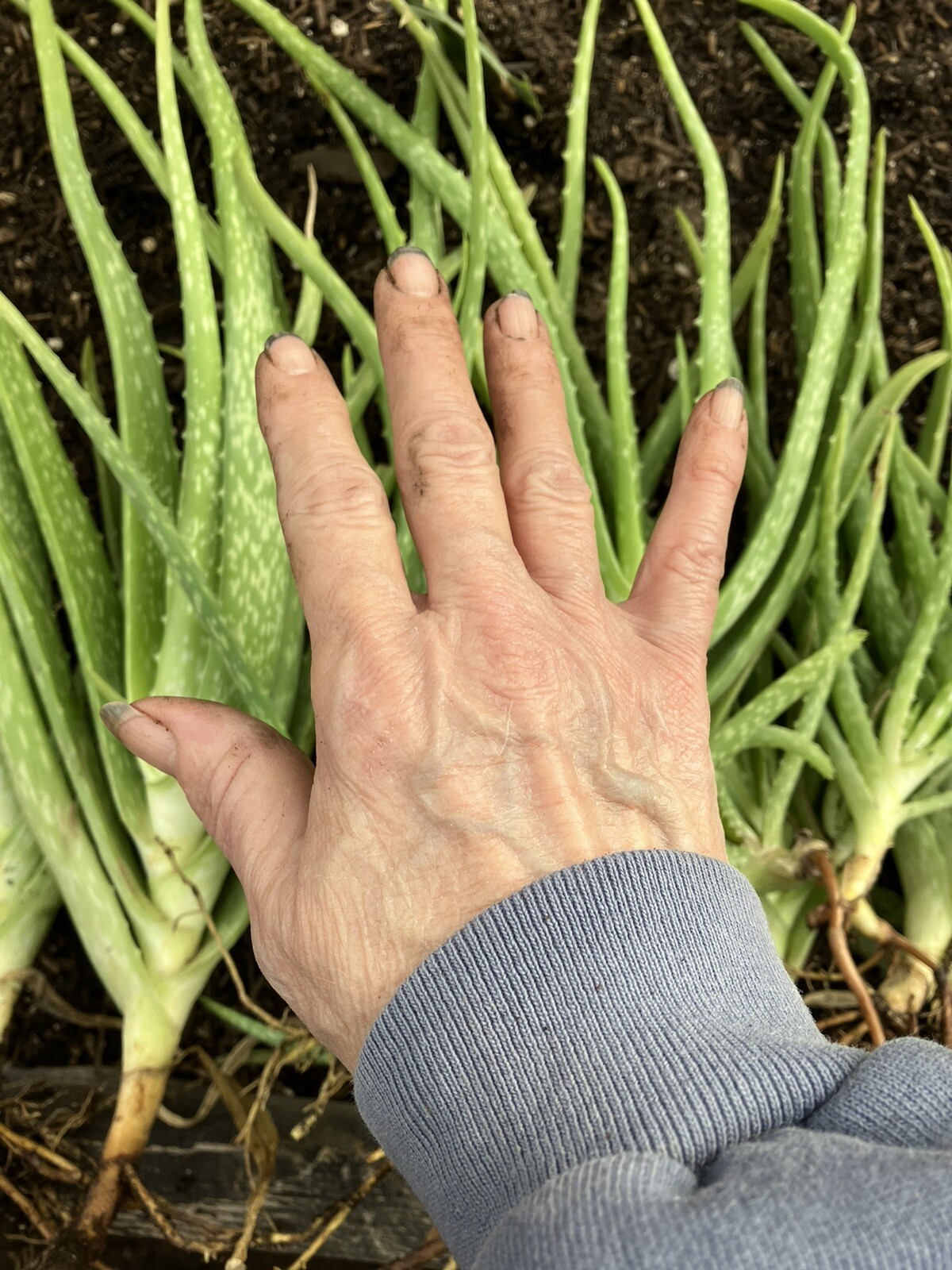 Bulk Lot Large Aloe Vera Not Edible 8”-13” Freshly Harvested Per Order