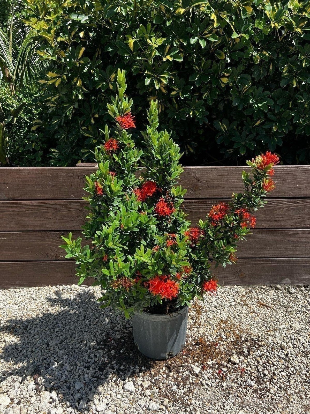 Ixora Taiwanese Red | 3 Gallon | Ixora coccinea | Low Maintenance | Hardy Plant