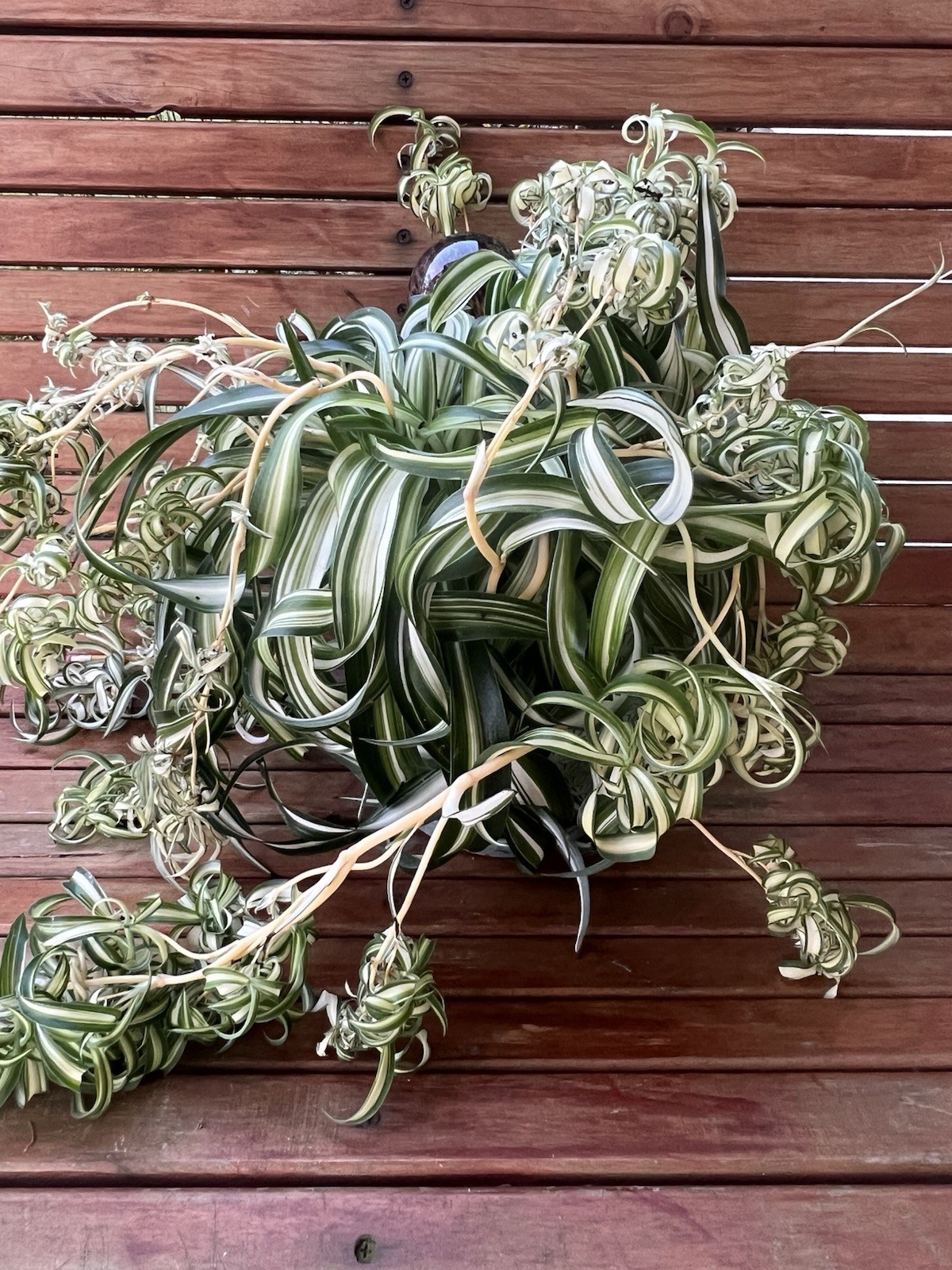 Variegated Bonnie Curly Spider Chlorophytum Comosum 2 Live Plant Babies Cuttings