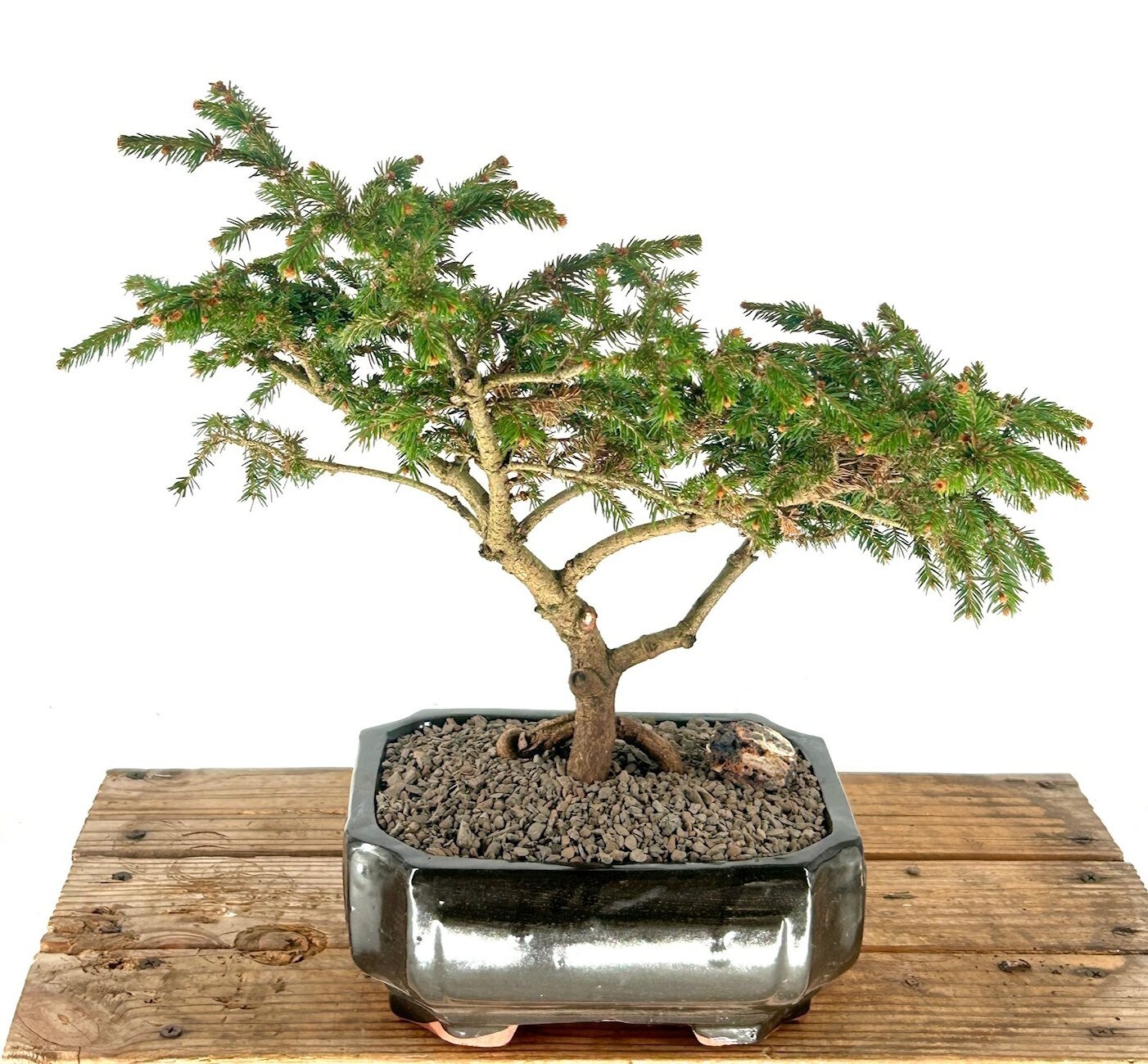 Unique 24 Yr Old Dwarf Norway Spruce Pusch Bonsai Tree Live Outdoor Plant 15″H