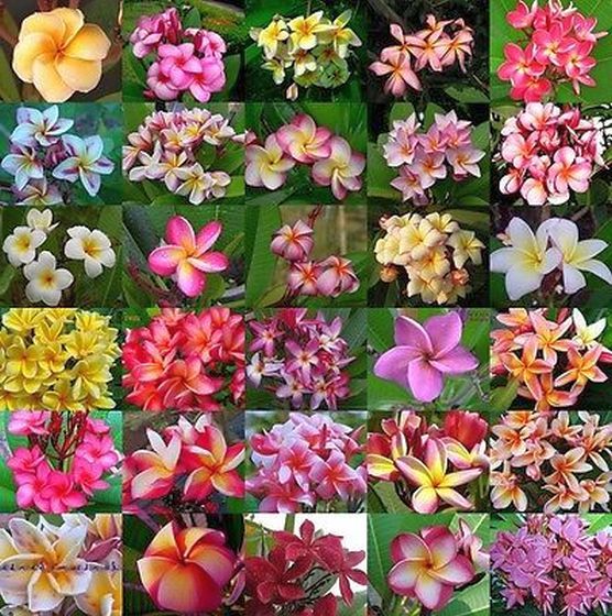 Plumeria Rubra Seeds 25 SEEDS G71.2, FRANGIPANI ASSORTED ” MIXED SET